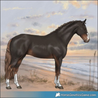 Horse Color:Liver Chestnut 