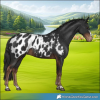Horse Color:Liver Chestnut Appaloosa 