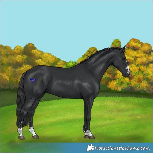 Horse Color:Black 
