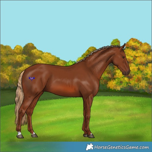 Horse Color:Chestnut 