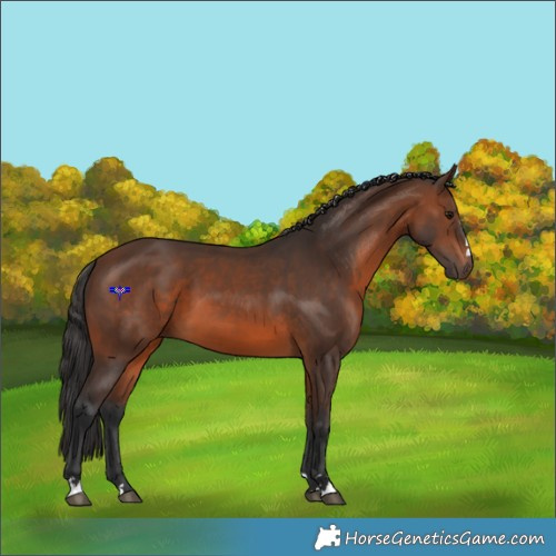 Horse Color:Brown 