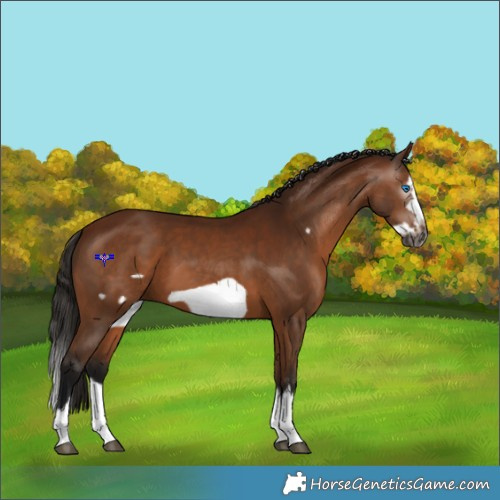 Horse Color:Gray Bay Splash Frame 