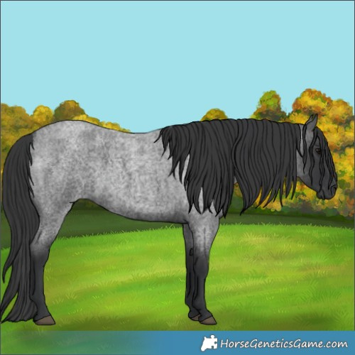 Horse Color:Blue Roan 