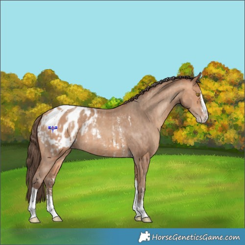 Horse Color:Amber Champagne Sabino Tobiano Appaloosa  and Amber Champagne Sabino Splash Tobiano Appaloosa 