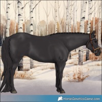 Horse Color:Smoky Black 