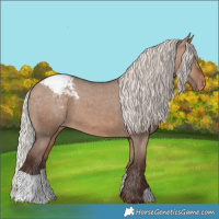 Horse Color:Silver Bay Dun Appaloosa 