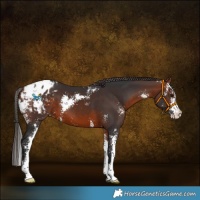 Horse Color:Bay Sabino Appaloosa