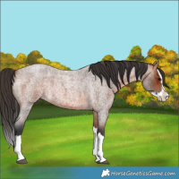 Horse Color:Bay Roan Splash Rabicano 