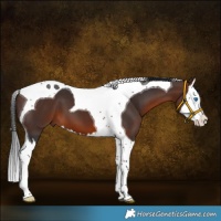 Horse Color:Brown Splash Tobiano