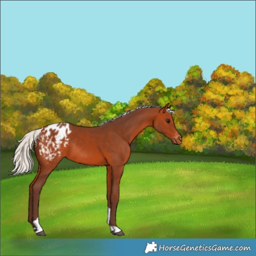 Horse Color:Silver Bay Tobiano Appaloosa Rabicano 