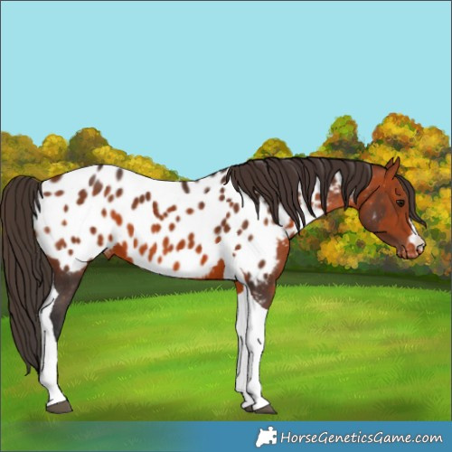 Horse Color:Unknown 