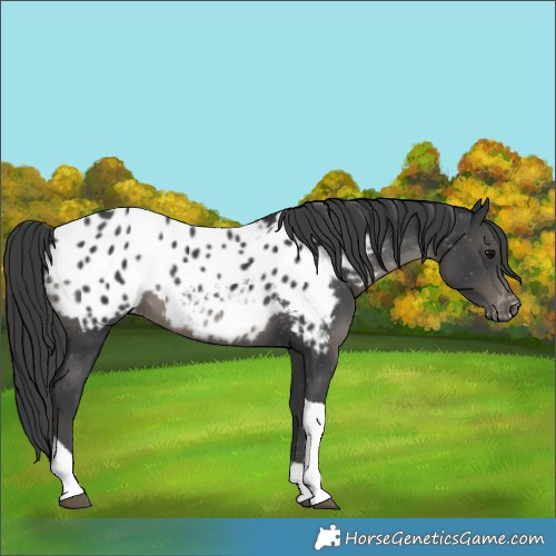 Horse Color:Unknown 