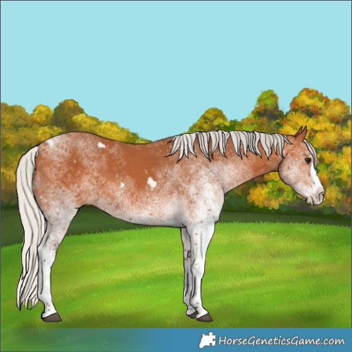 Horse Color:White Spotted Silver Bay Splash
