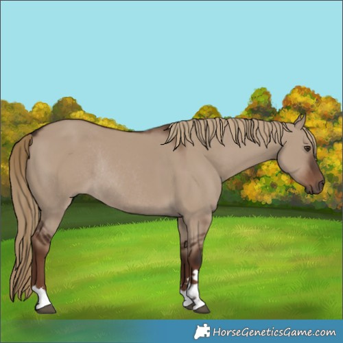 Horse Color:Liver Red Dun Rabicano 