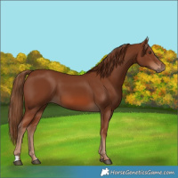 Horse Color:Chestnut 