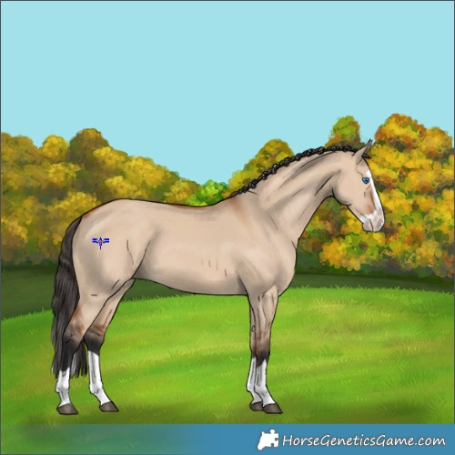 Horse Color:Bay Dun Splash 