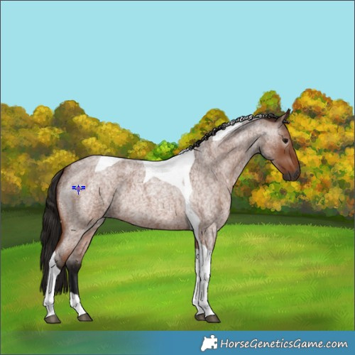 Horse Color:Gray Bay Roan Tobiano