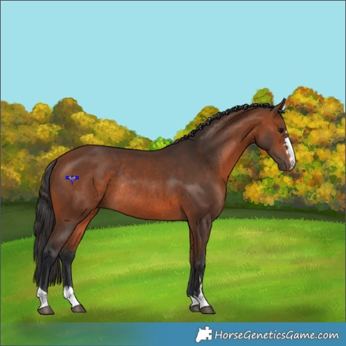 Horse Color:Bay Rabicano 