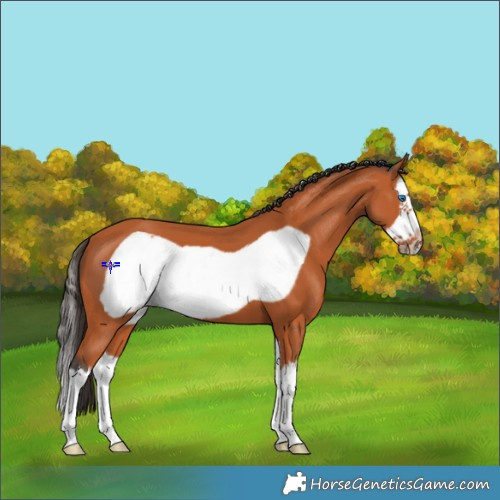 Horse Color:Bay Splash Frame 
