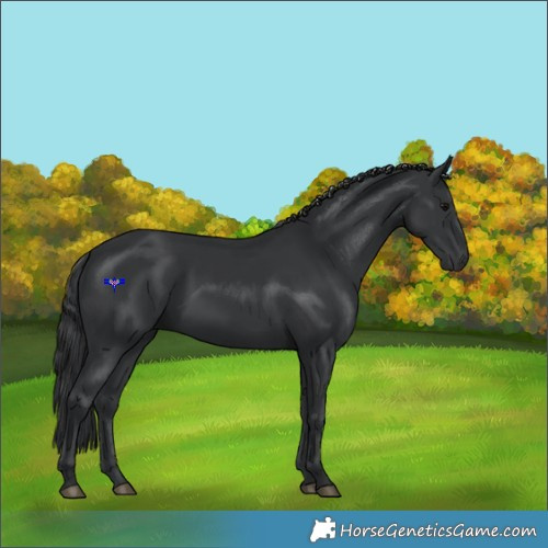 Horse Color:Black 