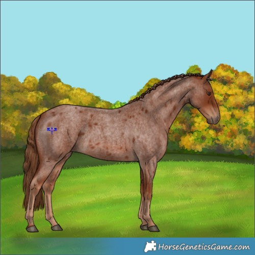 Horse Color:Red Roan 