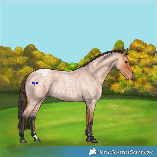 Horse Color:Bay Roan Appaloosa 