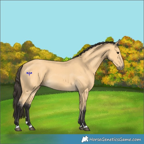 Horse Color:Buckskin 