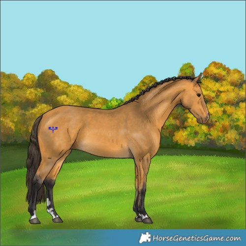 Horse Color:Buckskin 