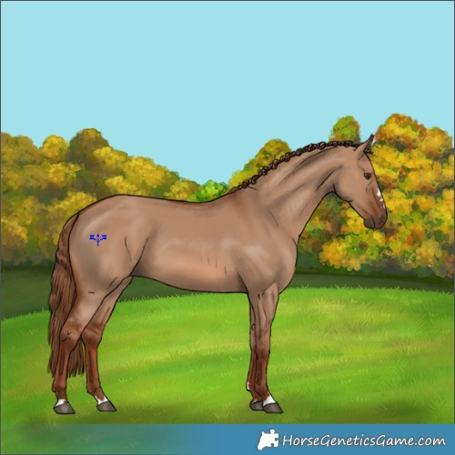 Horse Color:Red Dun 