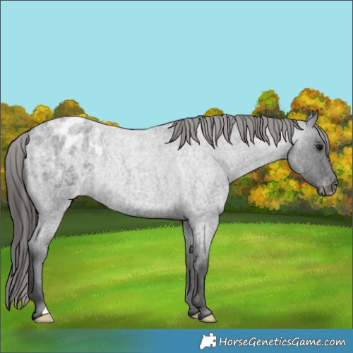 Horse Color:Blue Roan Appaloosa Rabicano 