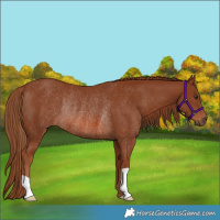 Horse Color:Chestnut Rabicano 
