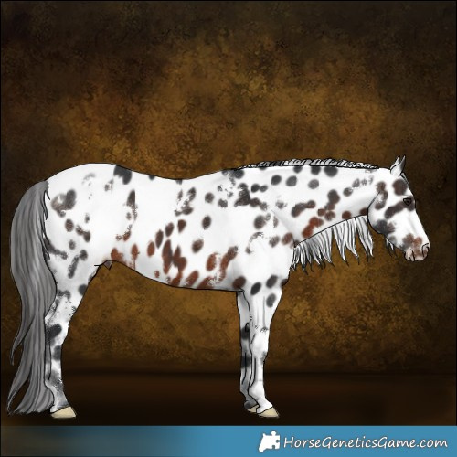 Horse Color:White Spotted Brown Appaloosa