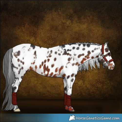 Horse Color:White Spotted Brown Appaloosa 