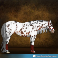 Horse Color:White Spotted Brown Appaloosa