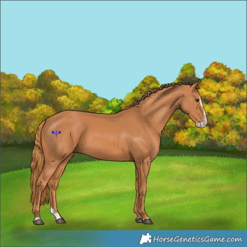 Horse Color:Chestnut Splash Rabicano 