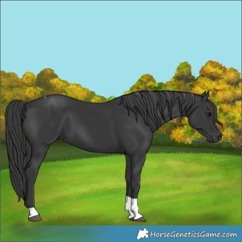Horse Color:Black Tobiano 