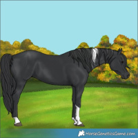Horse Color:Black Tobiano 