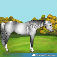 Horse Color:Gray Black Tobiano Frame 