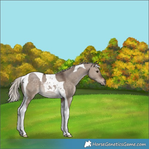 Horse Color:Silver Brown Dun Tobiano Rabicano 