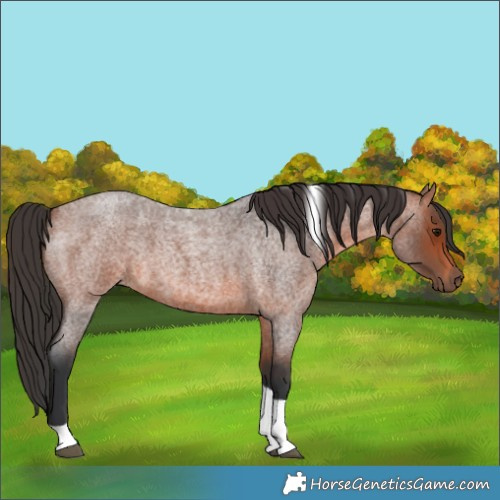 Horse Color:Bay Roan Tobiano 