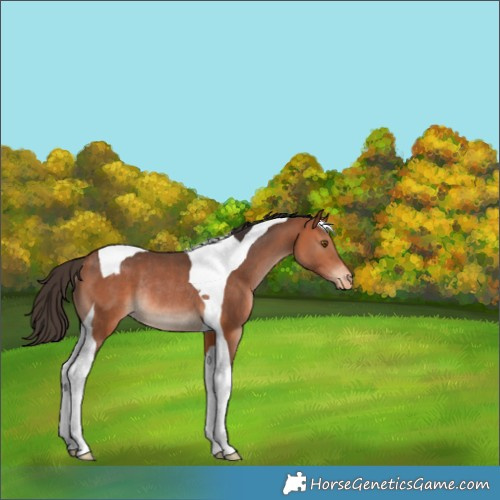 Horse Color:Bay Tobiano Appaloosa Rabicano 