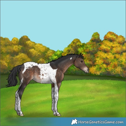 Horse Color:Brown Tobiano Rabicano