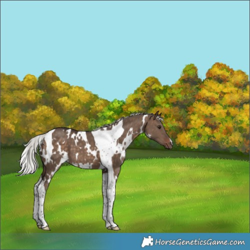 Horse Color:White Spotted Silver Brown Dun Tobiano 