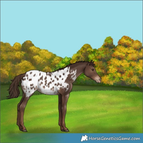 Horse Color:Liver Chestnut Appaloosa Rabicano