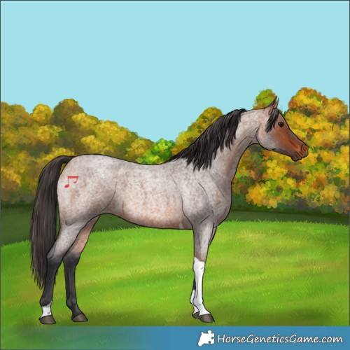 Horse Color:Bay Roan Tobiano