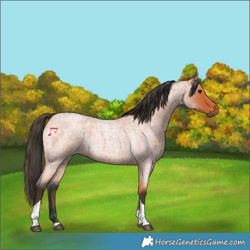 Horse Color:Bay Roan Tobiano