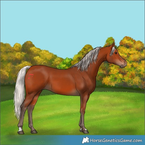 Horse Color:Silver Bay 