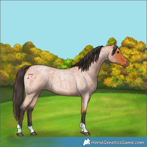 Horse Color:Bay Roan Tobiano