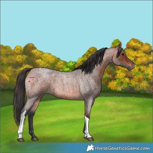 Horse Color:Bay Roan Tobiano 