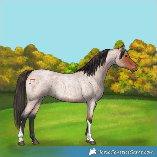 Horse Color:Bay Roan Tobiano